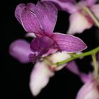 Orchideen-Makro