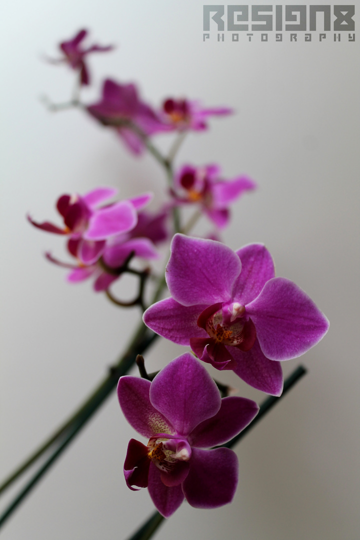 Orchideen- Makro 2