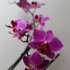 Orchideen- Makro 2