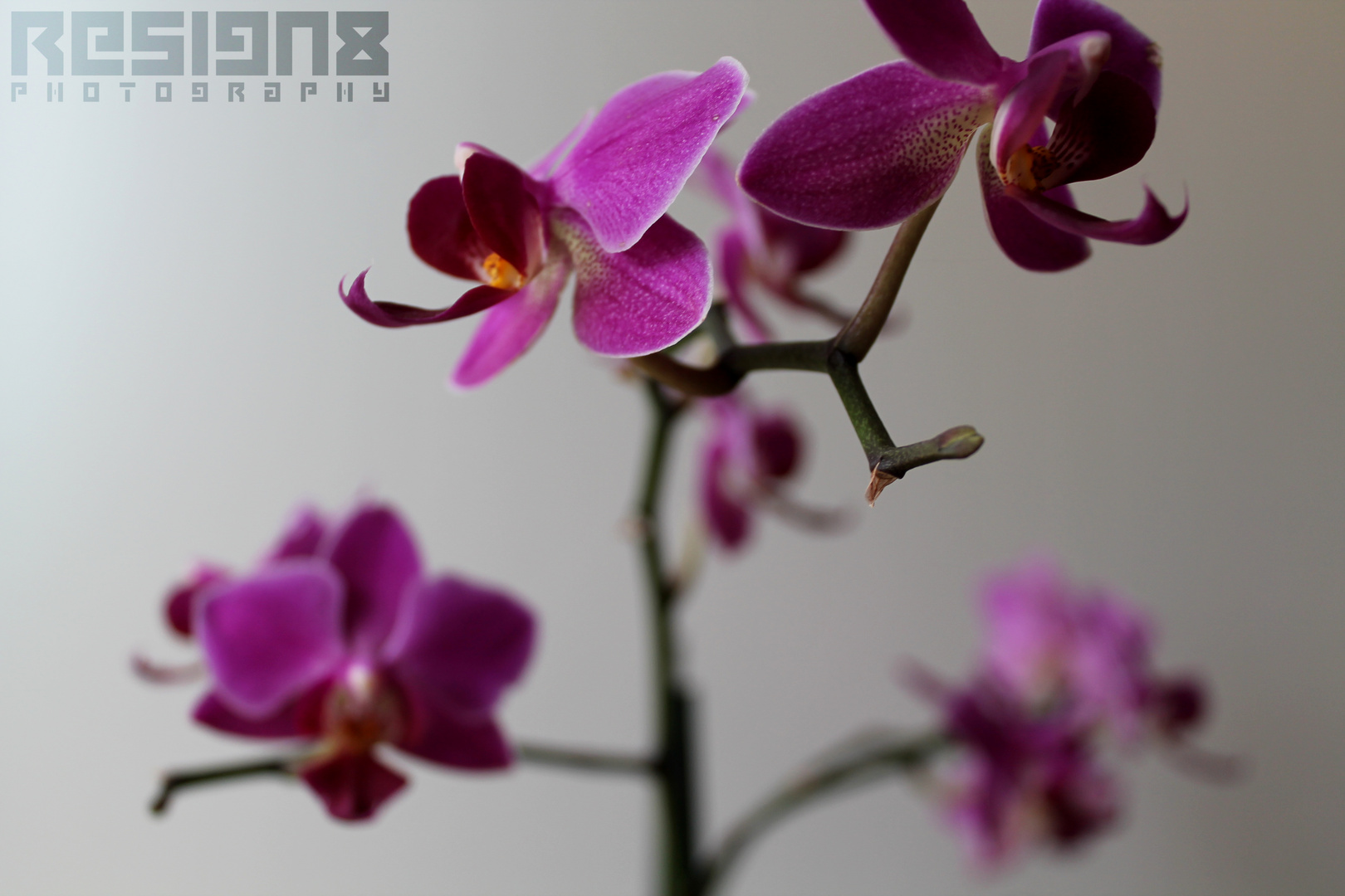 Orchideen- Makro