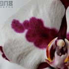 Orchideen- Makro 4