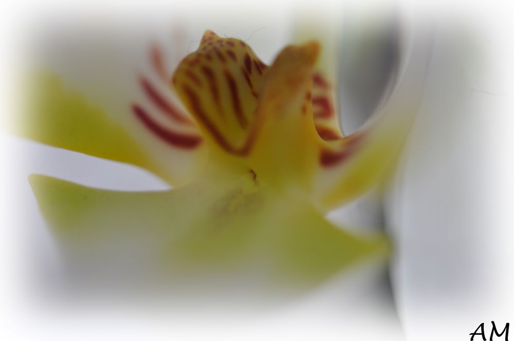 Orchideen Makro