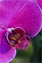 Orchideen Makro