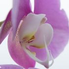 ...............Orchideen Makro............