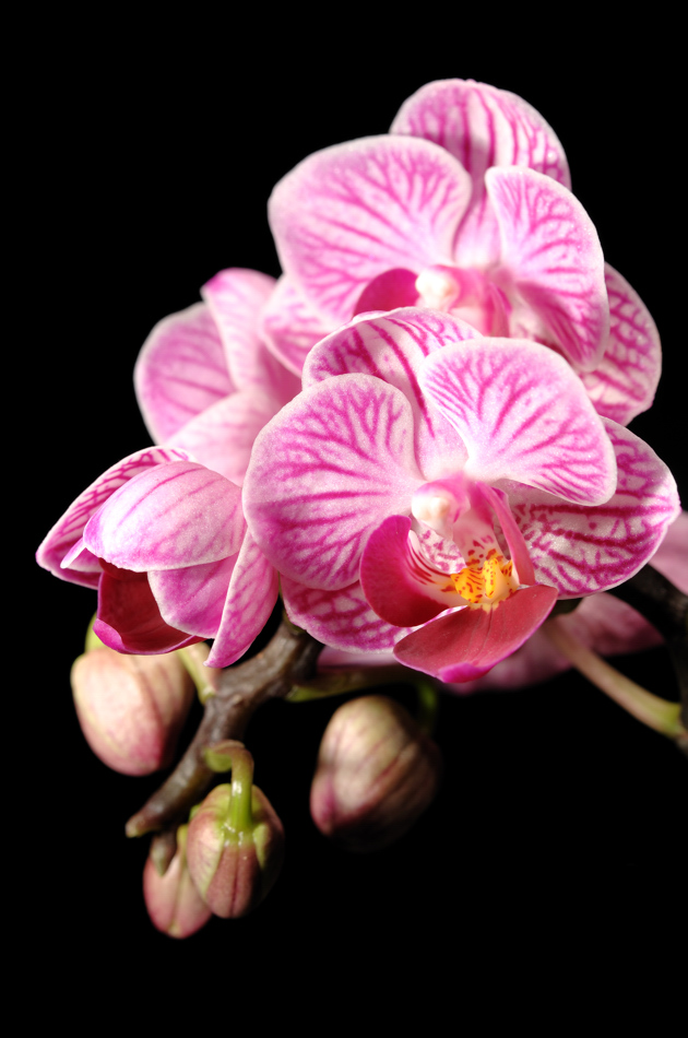 Orchideen Makro I (Phaleanopsis)