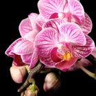Orchideen Makro I (Phaleanopsis)