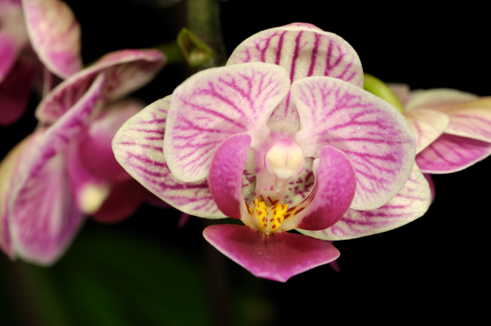 Orchideen Makro IV (Phaleanopsis)