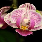 Orchideen Makro IV (Phaleanopsis)