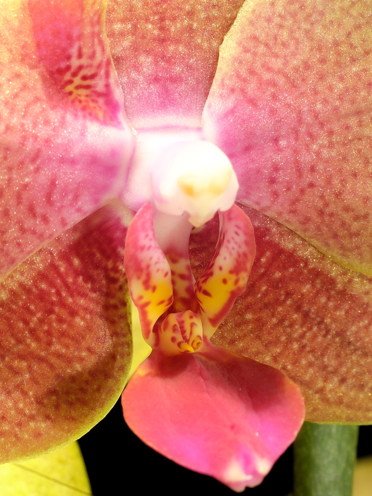 Orchideen Makro V (Phaleanopsis)