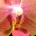 Orchideen Makro V (Phaleanopsis)