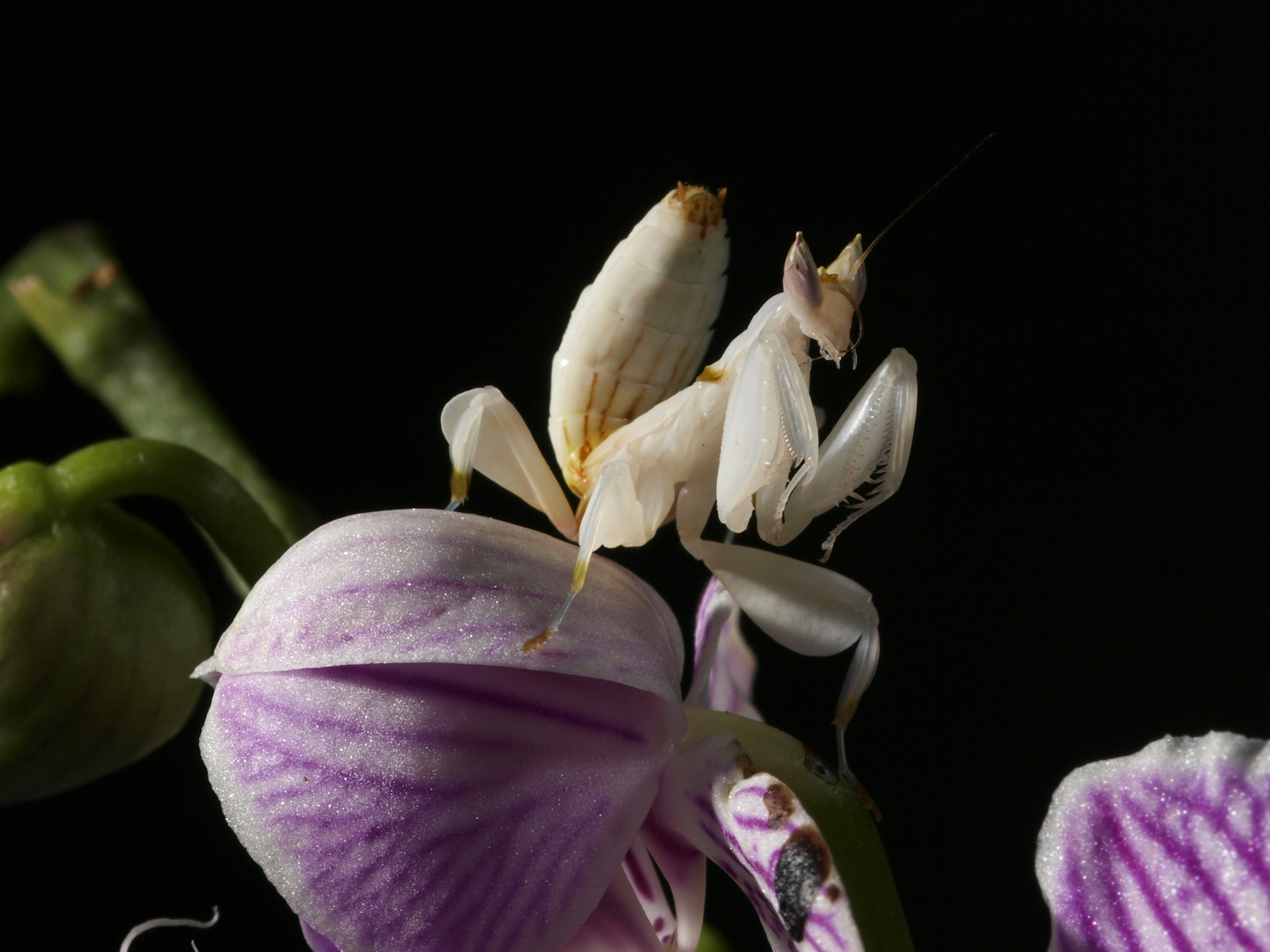 Orchideen Mantis 1