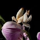 Orchideen Mantis 1