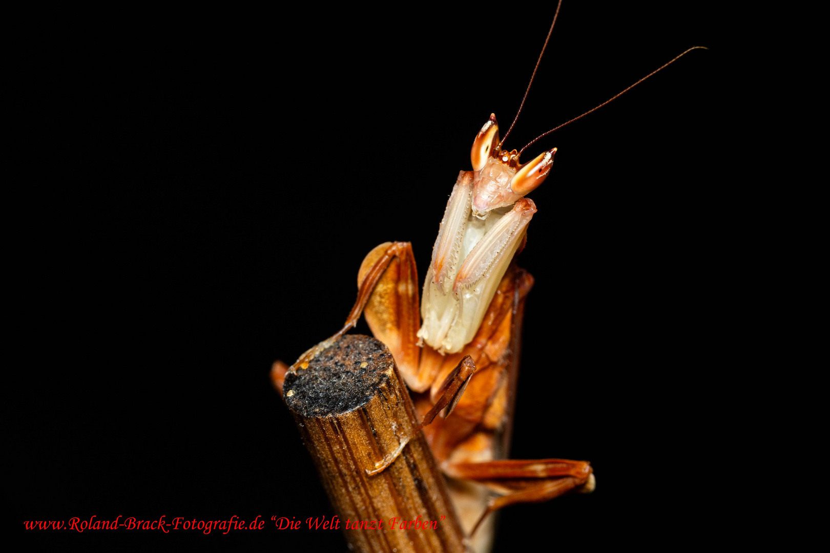 Orchideen Mantis