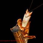 Orchideen Mantis