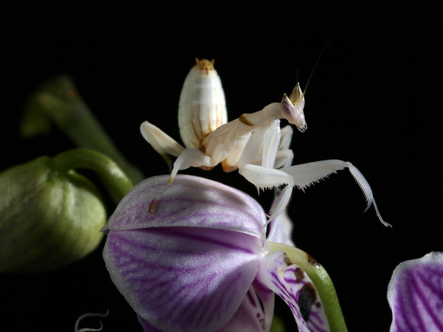 Orchideen Mantis 3