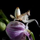 Orchideen Mantis 3