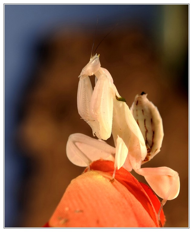 Orchideen Mantis