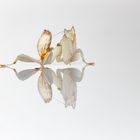 Orchideen Mantis