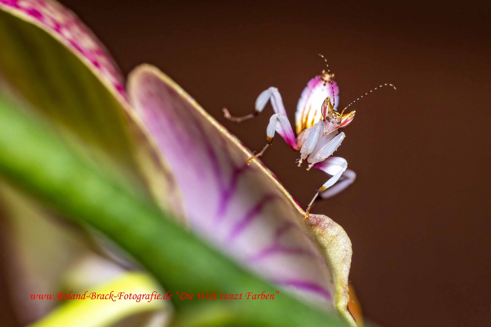 Orchideen Mantis 