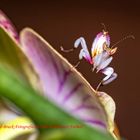 Orchideen Mantis 