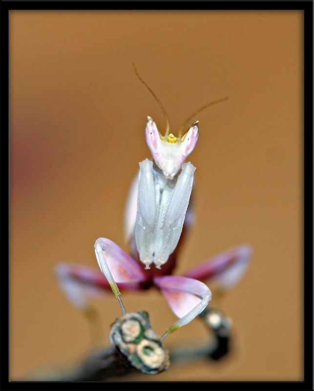 Orchideen-Mantis (Hymenopus coronatus) L2 groß