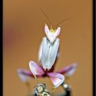 Orchideen-Mantis (Hymenopus coronatus) L2 groß