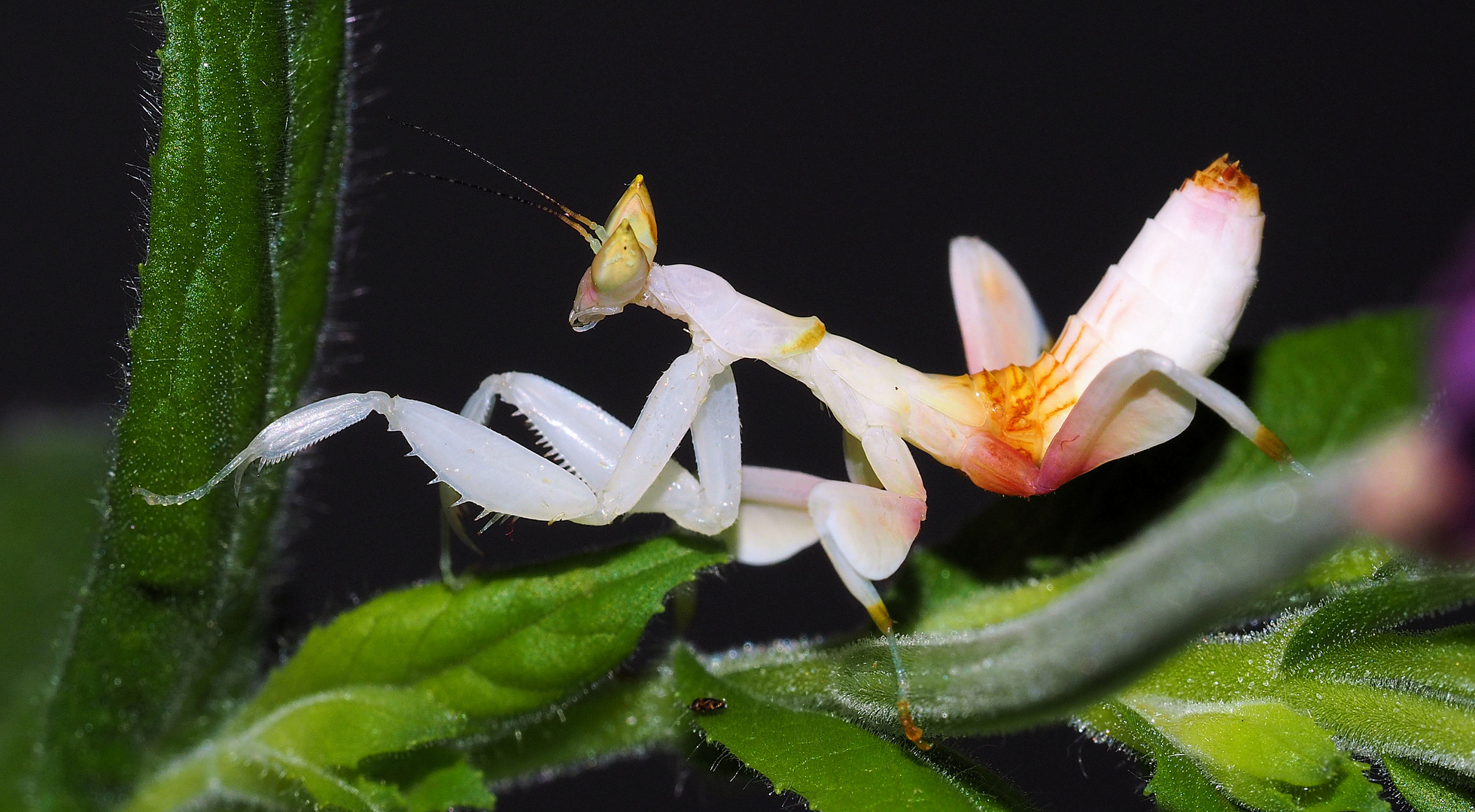 Orchideen Mantis im Schleichgang ...