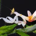 Orchideen Mantis im Schleichgang ...