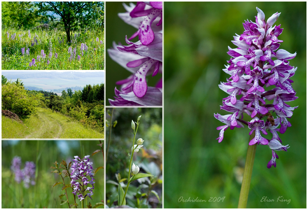 Orchideen meiner Heimat