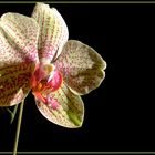 Orchideen meiner Seele