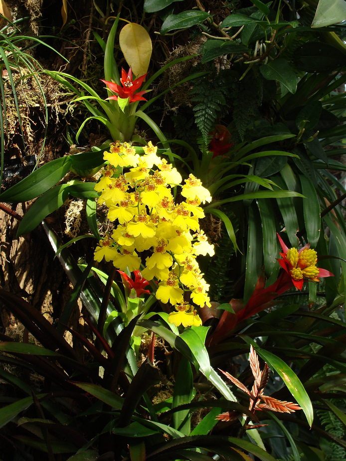 Orchideen mit Bromelien