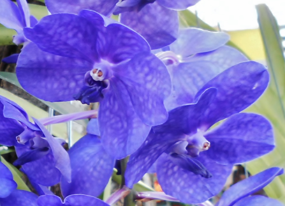 Orchideen mit Persönlichkeit