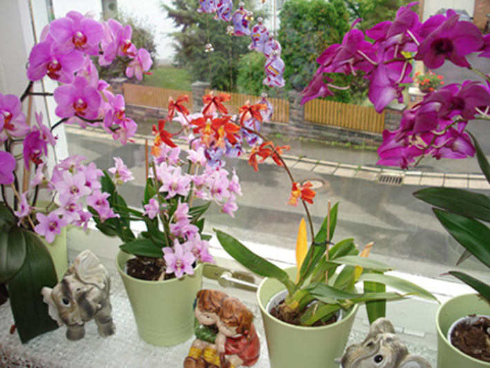 orchideen mix