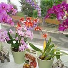 orchideen mix