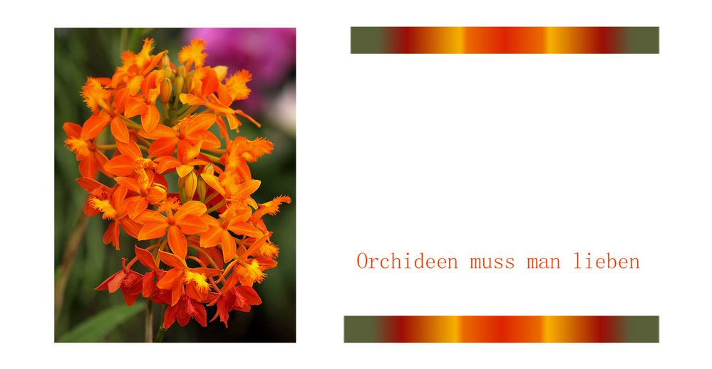 Orchideen muß man lieben