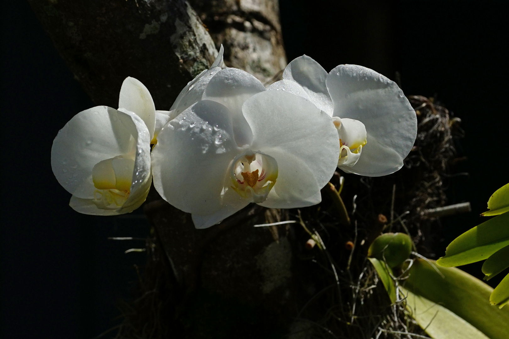 Orchideen nach dem Regen