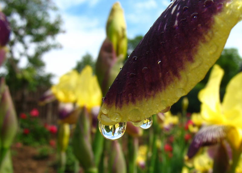 Orchideen nur für Dich