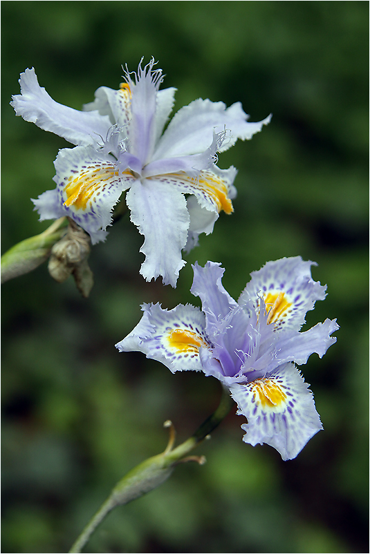 Orchideen oder Lilien?