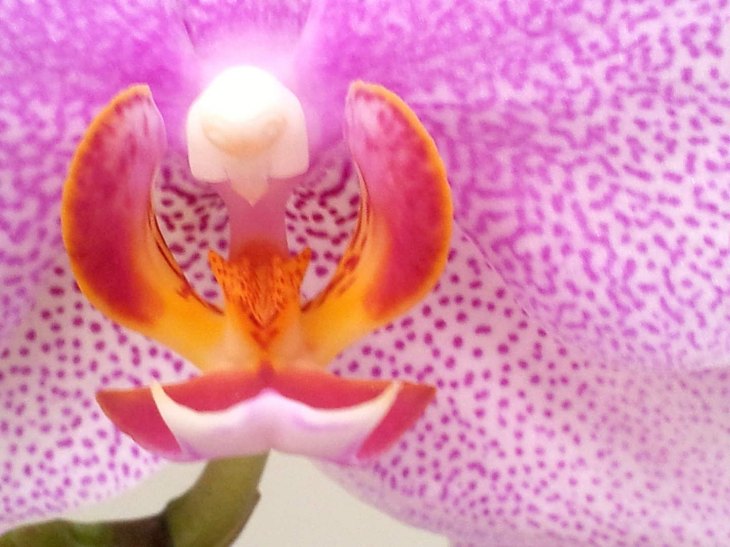 Orchideen (Orchidaceae)