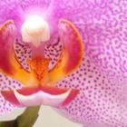 Orchideen (Orchidaceae)