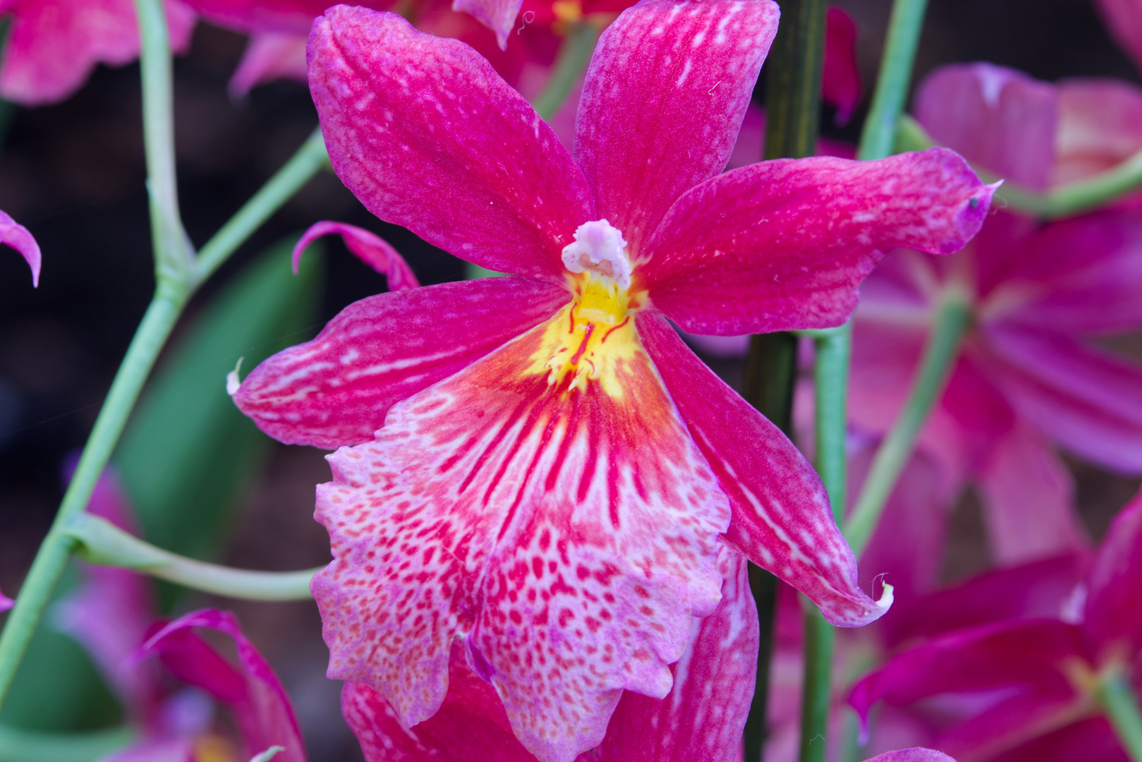 Orchideen - Palmengarten Frankfurt
