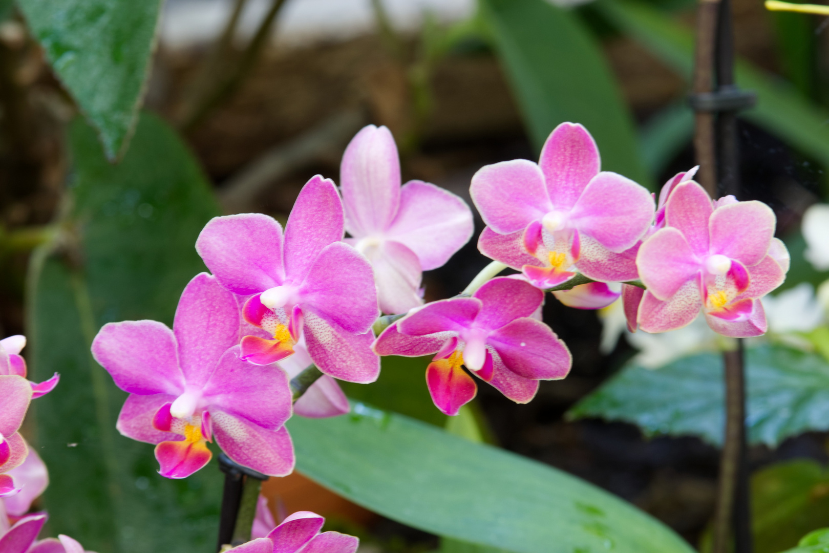 Orchideen - Palmengarten Frankfurt