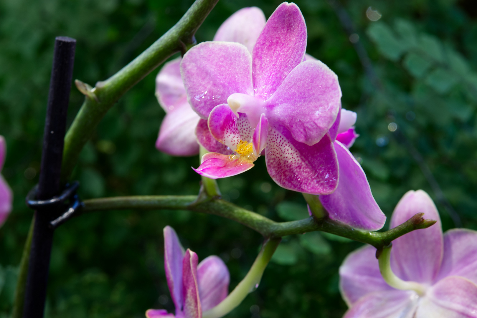 Orchideen - Palmengarten Frankfurt