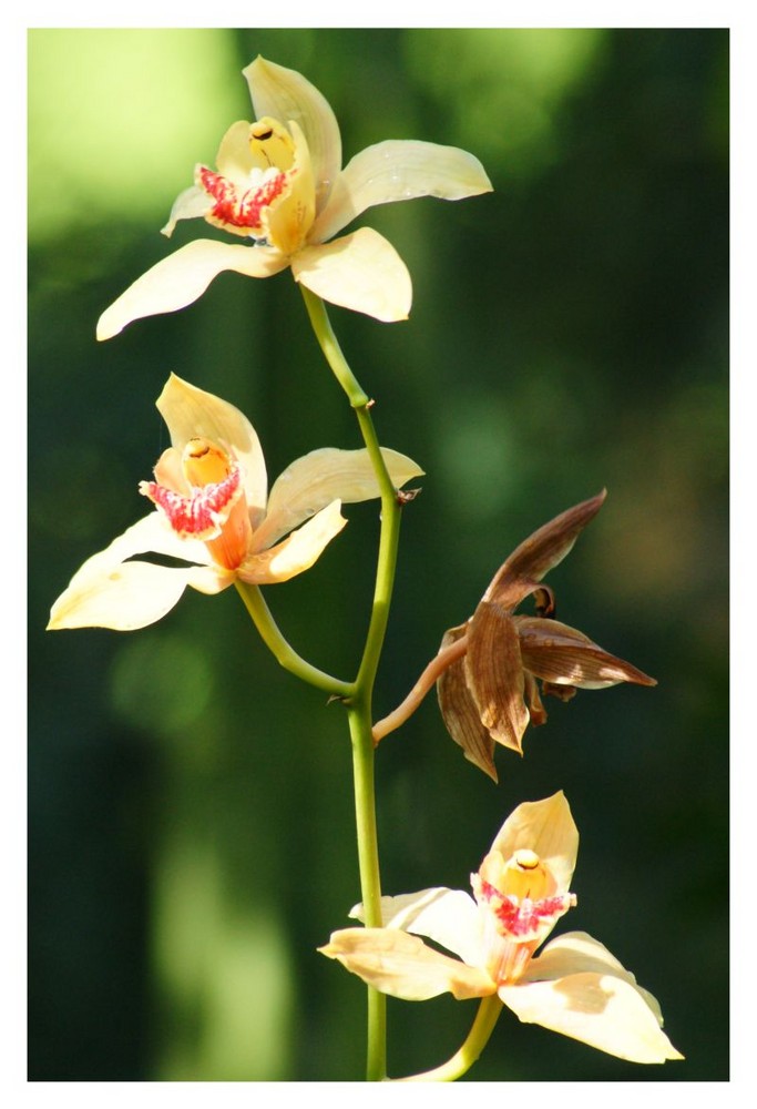 Orchideen Palmengarten Frankfurt