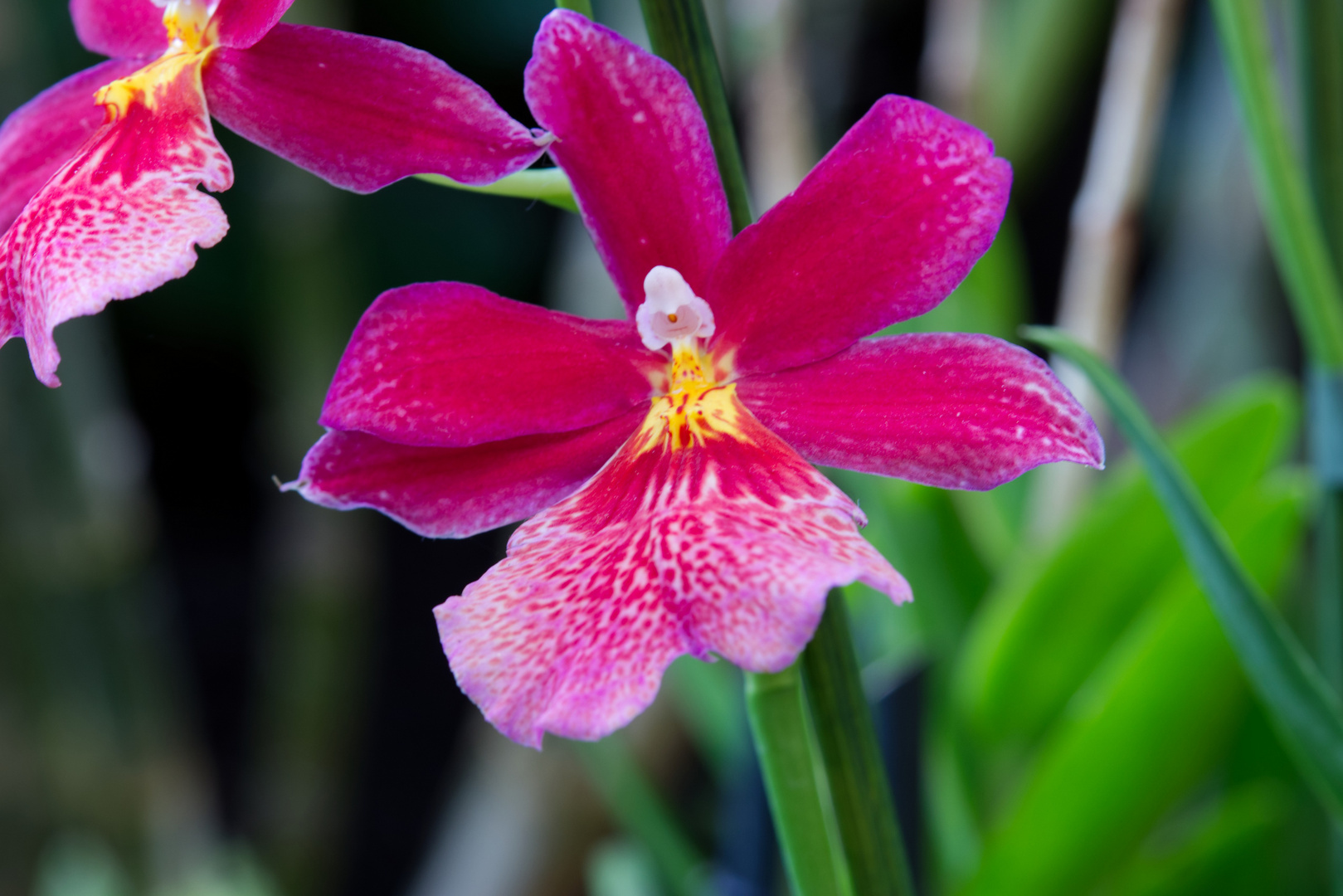 Orchideen - Palmengarten Frankfurt