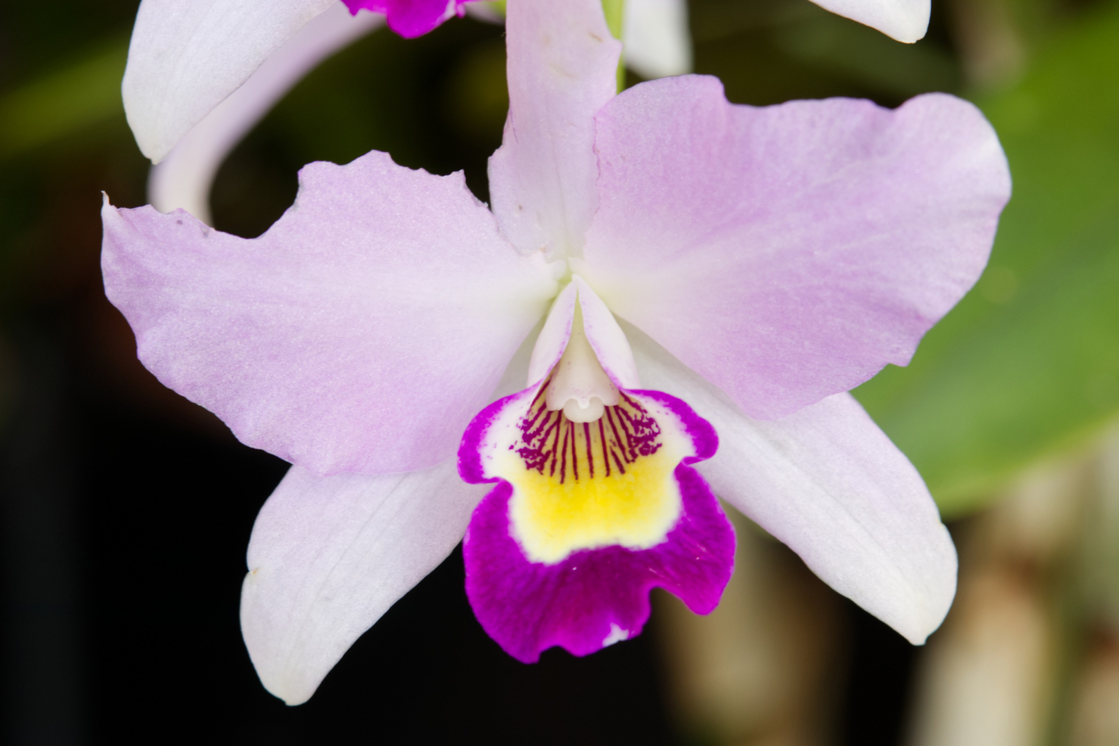 Orchideen - Palmengarten Frankfurt