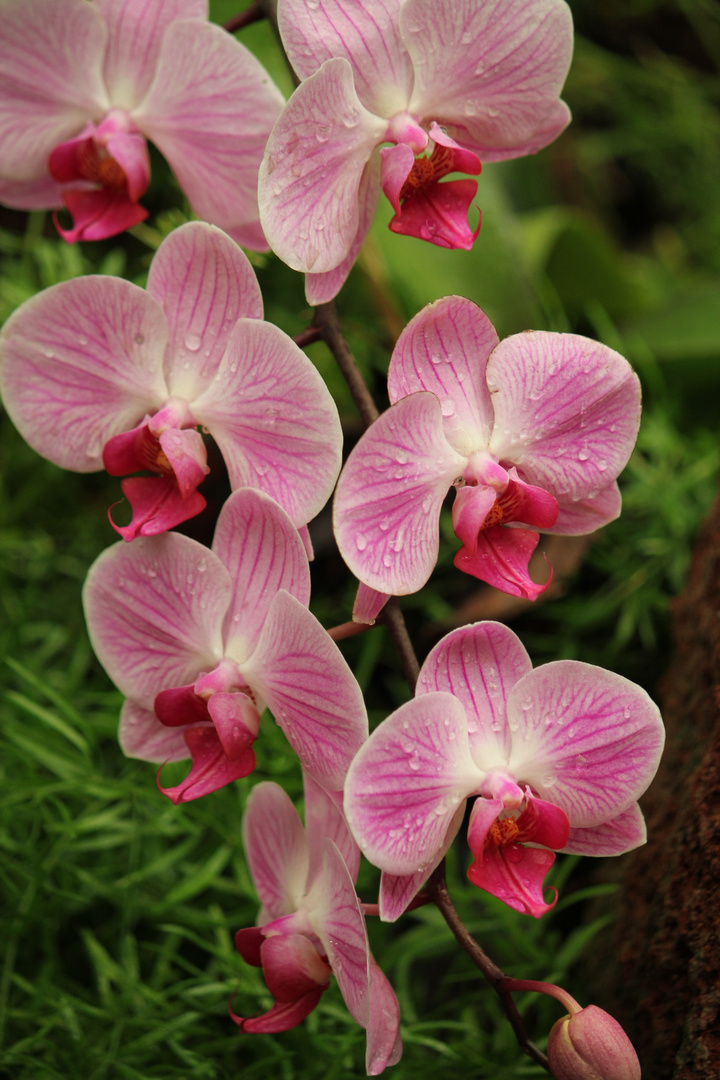 Orchideen PalmolitosPark
