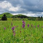 Orchideen-Paradies am Rossberg (Schwäbische Alb)