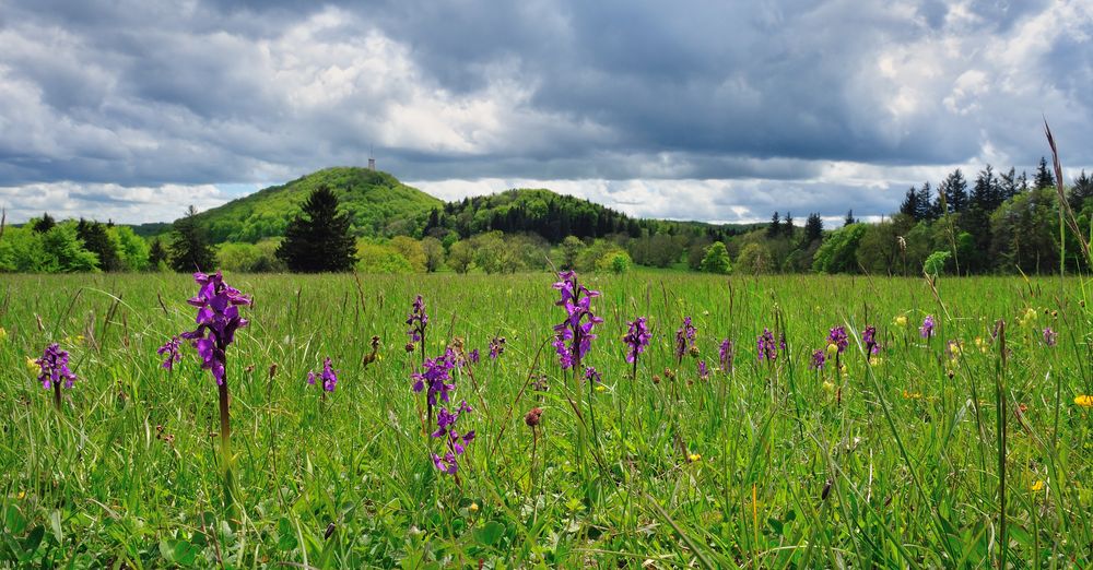 Orchideen-Paradies am Rossberg (Schwäbische Alb)