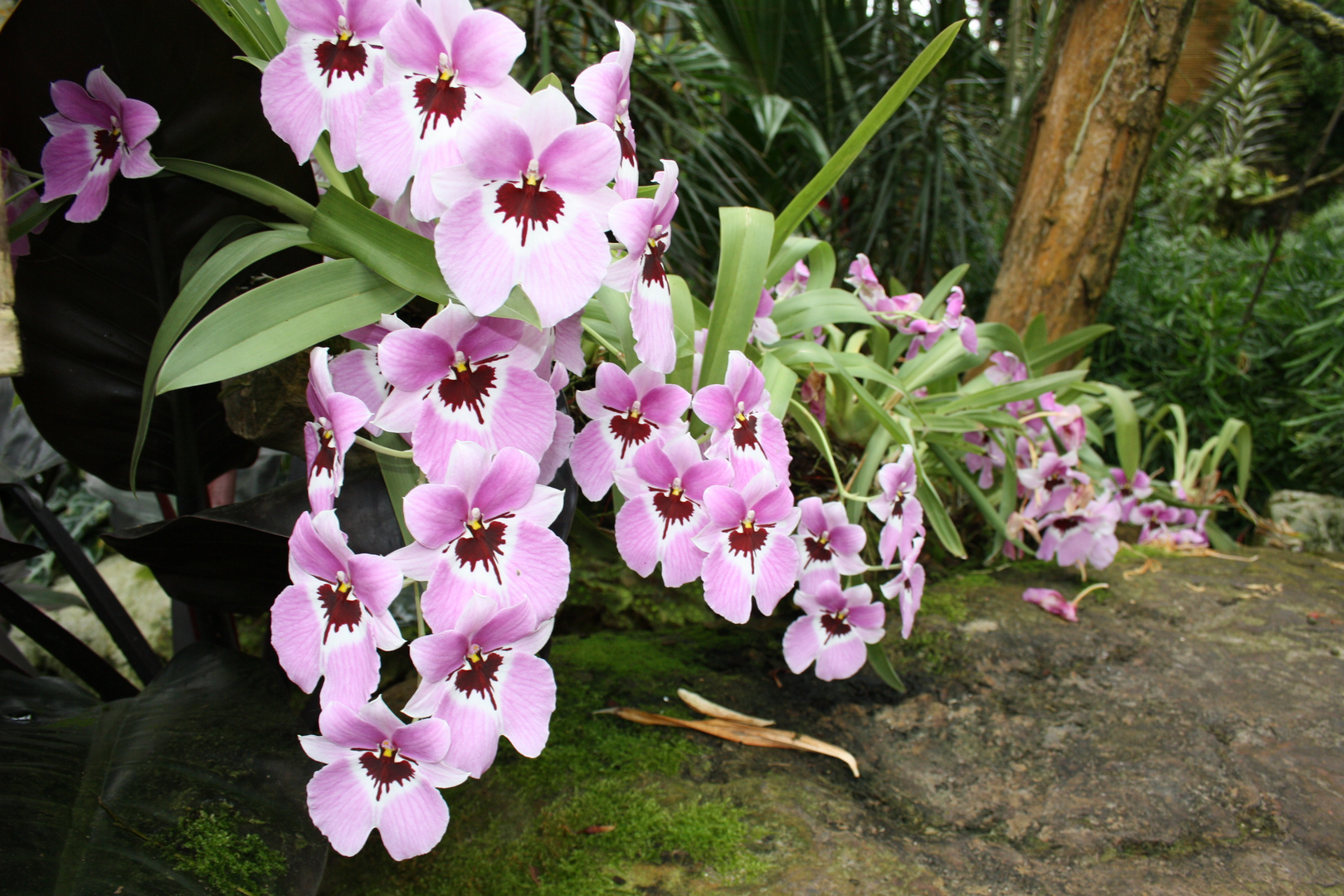 Orchideen Park Holland 06